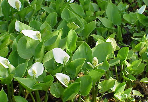 Schlangenwurz