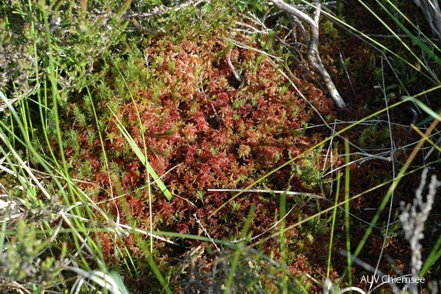 PfW-Moor-xx-Torfmoos_trocken_Sphagnum-magellanicum_0027.JPG