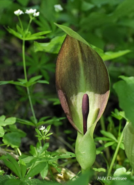 PfW-Wald-as-Aronstab-Arum-maculatum-annette-34_3.jpg