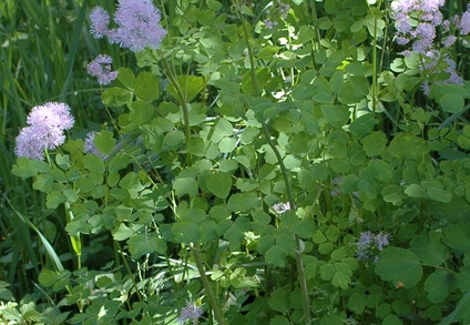 Akeleiblättrige Wiesenraute