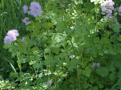 Akeleiblättrige Wiesenraute