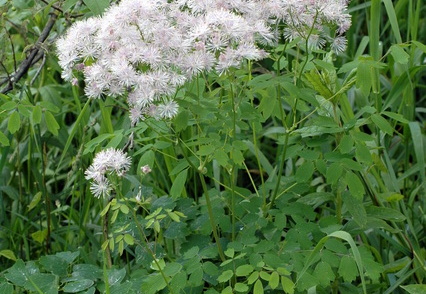 Akeleiblättrige Wiesenraute