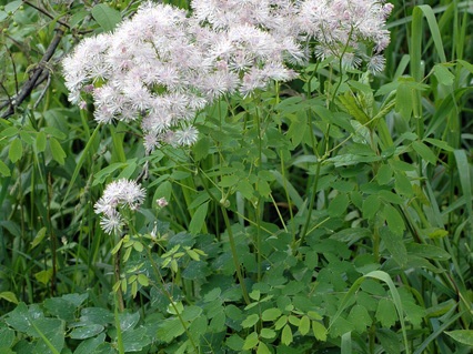 Akeleiblättrige Wiesenraute