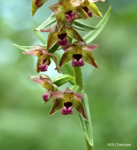 PfW-Wald-ml-Breitbl_ttr_Stendelwurz-Epipactis-helleborine-milo-DSC_7006.jpg