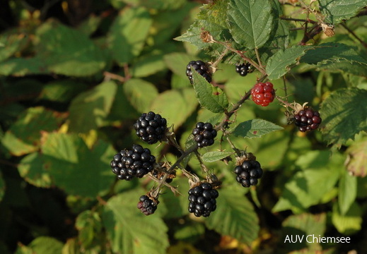 Brombeere