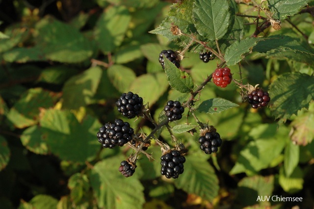 PfW-Wald-ml-Brombeere-Rubus-fruticosus-milo-DSC_5098.JPG