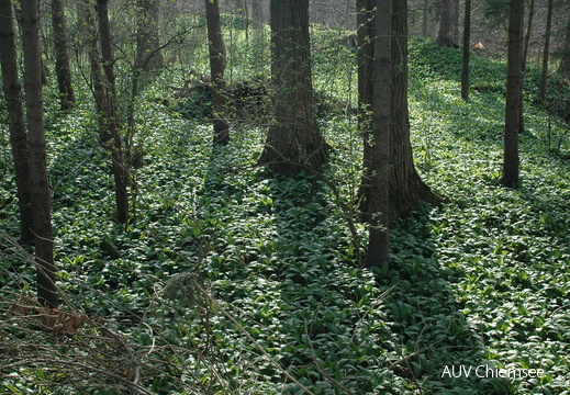 Bärlauchwald