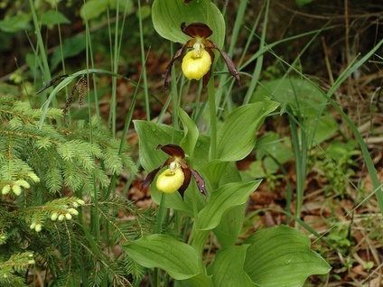 Frauenschuh