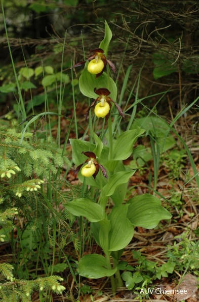 PfW-Wald-ml-Frauenschuh-Cypripedium-calceolus-milo-DSC_3534.JPG