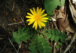 Hainsalat