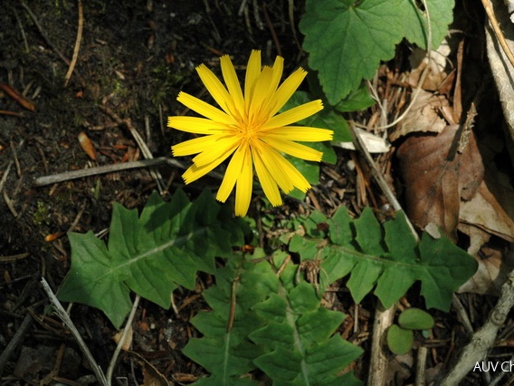 Hainsalat