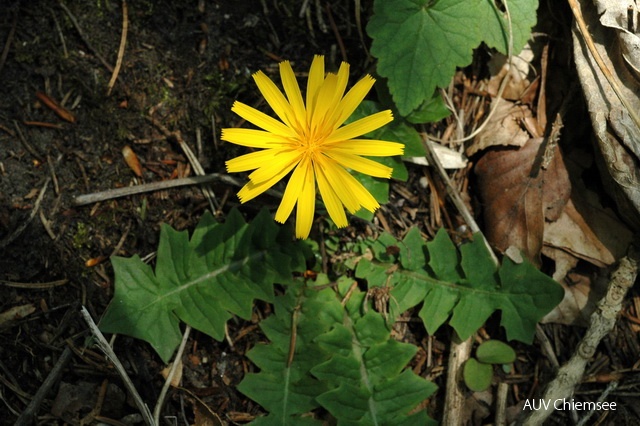 Hainsalat