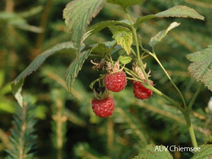 Himbeere
