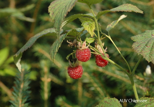 Himbeere