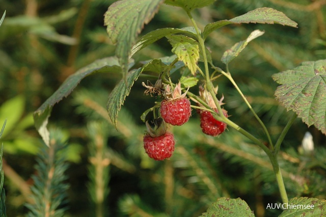 PfW-Wald-ml-Himbeere-Rubus-idaeus-milo-DSC_5094.JPG