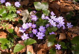 Leberblümchen