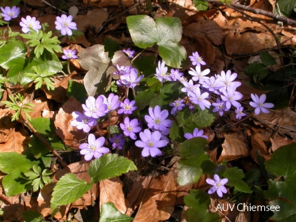 Leberblümchen