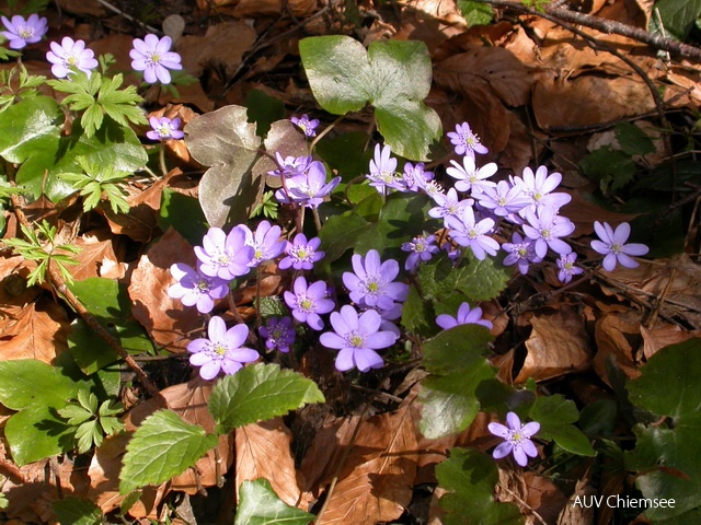 Leberblümchen