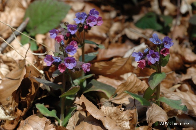 PfW-Wald-ml-Lungenkraut-Pulmonaria-officinalis-milo-DSC_2420.JPG