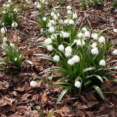 Märzenbecher / Frühlingsknotenblume