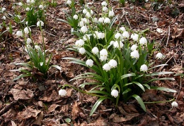 Märzenbecher / Frühlingsknotenblume