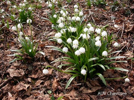 Märzenbecher / Frühlingsknotenblume