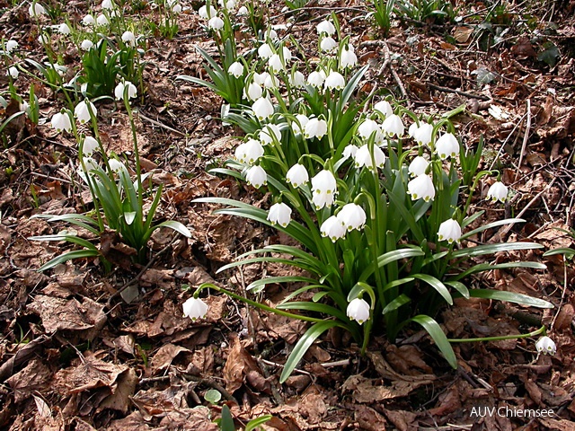 Märzenbecher / Frühlingsknotenblume