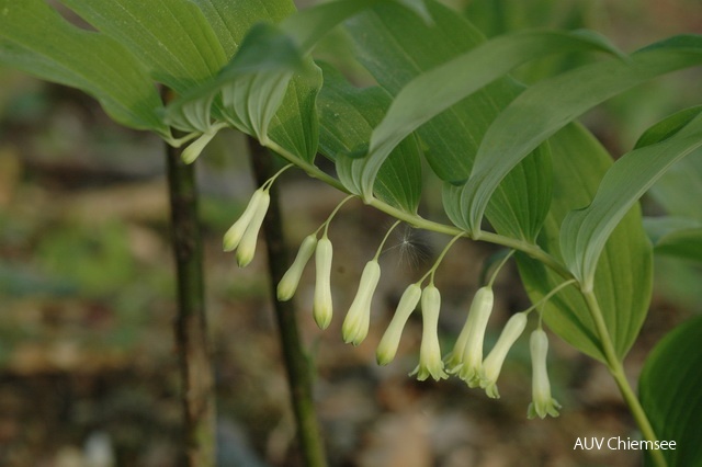 PfW-Wald-ml-Salomonssiegel-Polygonatum-multiflorum-milo-DSC_3083.JPG