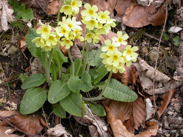 Schlüsselblume