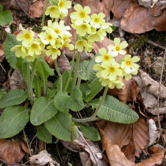 Schlüsselblume