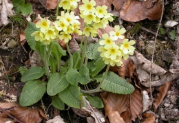 Schlüsselblume