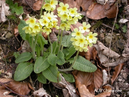 Schlüsselblume