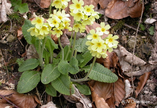 Schlüsselblume