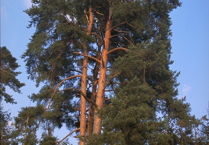 Waldkiefer Föhre