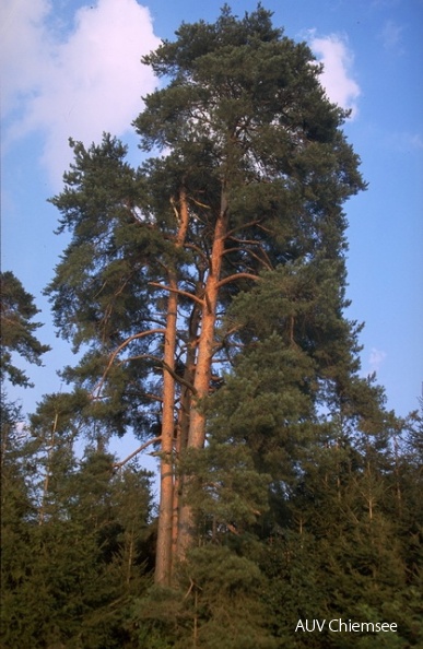 PfW-Wald-ml-Waldkiefer-F_hre-Pinus-sylvestris-milo.jpg