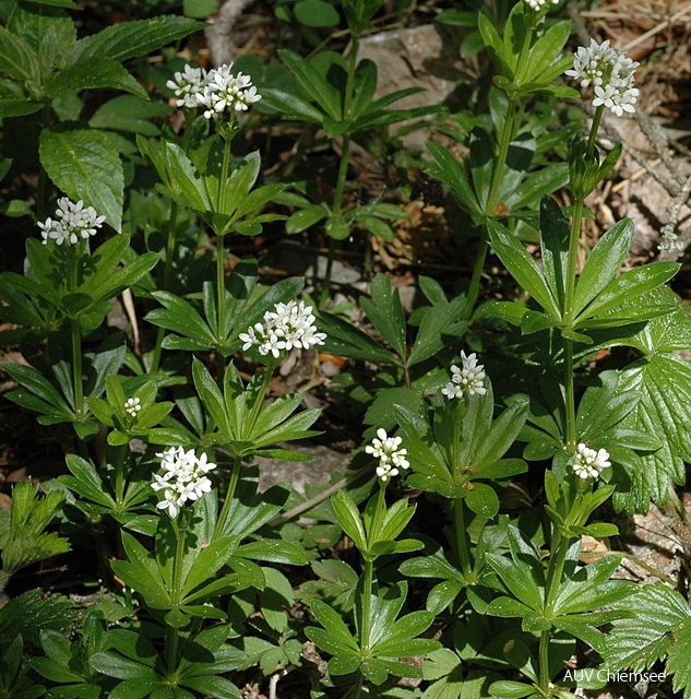 Waldmeister