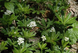 Waldmeister