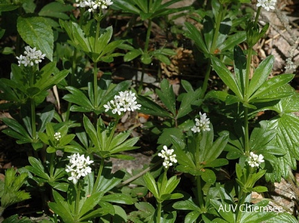 Waldmeister