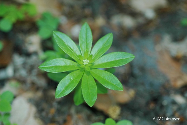 Waldmeister