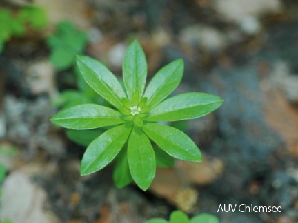 Waldmeister