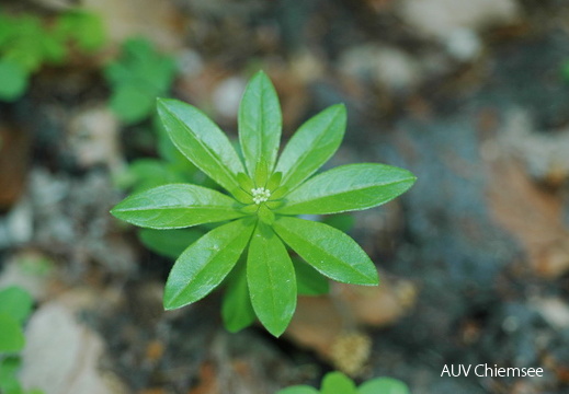 Waldmeister