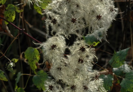 Waldrebe (Samen)