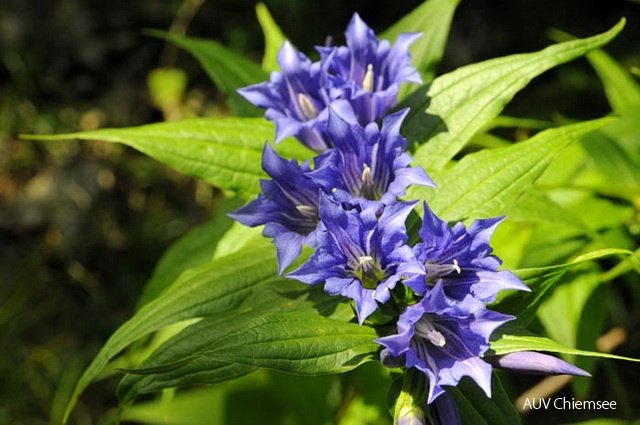 PfW-Berg-as-Schwalbenwurz-Enzian-Gentiana-asclpepiadea-annette_ASC2902_3.jpg