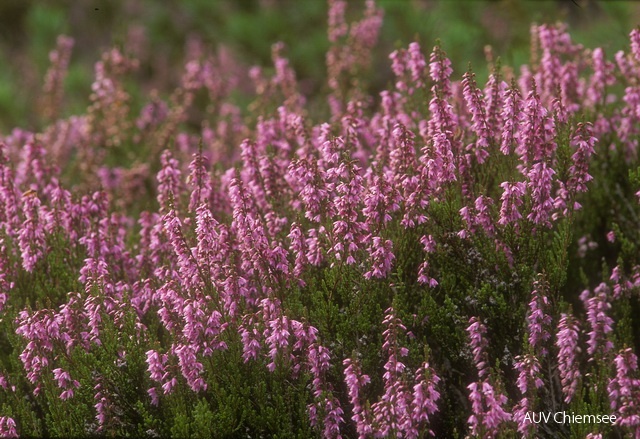 PfW-Berg-hz-Schneeheide-Erica-herbacea_HZ.jpg