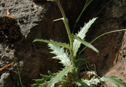 Alpen-Distel