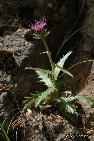 PfW-Berg-ml-Alpen-Distel-Carduus-defloratus-milo-DSC_3350.JPG