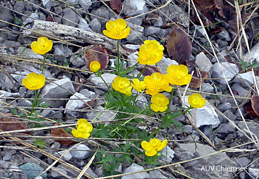 Alpen-Hahnenfuß