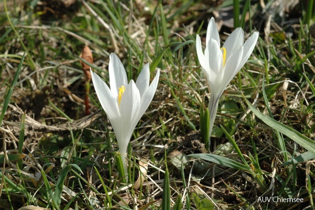 PfW-Berg-ml-Alpen-Krokus-Crocus-vernus-milo-DSC_2781.JPG