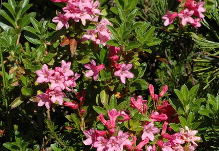 Alpenrose