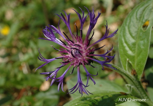 Berg-Flockenblume